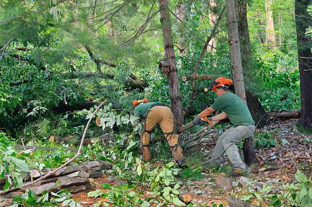 The Steps Involved in Our Tree Care Process in Estill Springs, TN